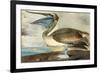 Brown Pelican-John James Audubon-Framed Premium Giclee Print