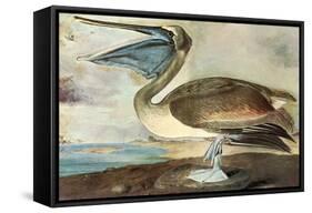 Brown Pelican-John James Audubon-Framed Stretched Canvas