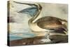 Brown Pelican-John James Audubon-Stretched Canvas