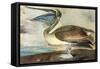 Brown Pelican-John James Audubon-Framed Stretched Canvas