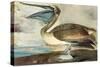 Brown Pelican-John James Audubon-Stretched Canvas