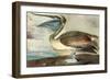 Brown Pelican-John James Audubon-Framed Art Print