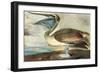 Brown Pelican-John James Audubon-Framed Art Print