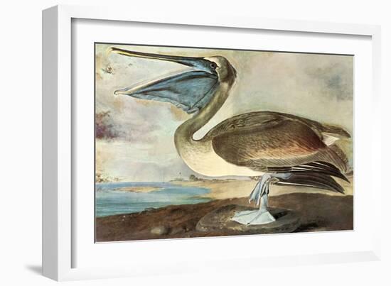 Brown Pelican-John James Audubon-Framed Art Print