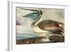 Brown Pelican-John James Audubon-Framed Art Print