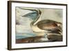 Brown Pelican-John James Audubon-Framed Art Print