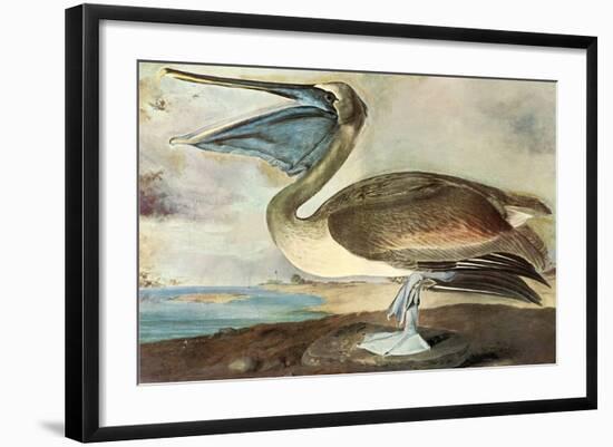 Brown Pelican-John James Audubon-Framed Art Print