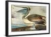 Brown Pelican-John James Audubon-Framed Art Print