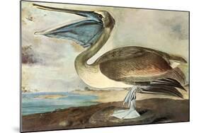 Brown Pelican-John James Audubon-Mounted Art Print