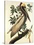 Brown Pelican-John James Audubon-Stretched Canvas