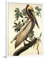 Brown Pelican-John James Audubon-Framed Art Print