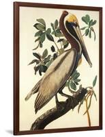 Brown Pelican-John James Audubon-Framed Art Print