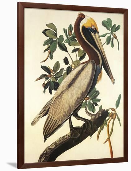 Brown Pelican-John James Audubon-Framed Art Print