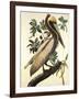 Brown Pelican-John James Audubon-Framed Art Print