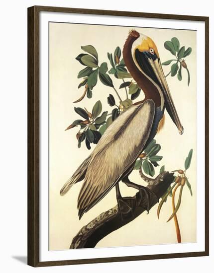 Brown Pelican-John James Audubon-Framed Art Print