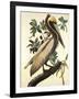 Brown Pelican-John James Audubon-Framed Art Print