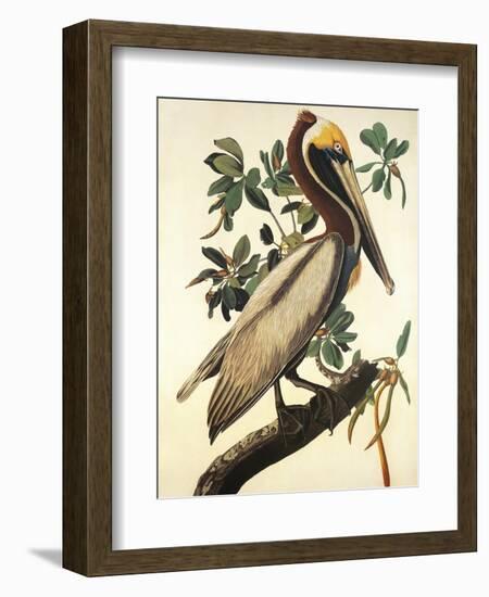 Brown Pelican-John James Audubon-Framed Art Print