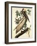 Brown Pelican-John James Audubon-Framed Art Print