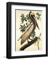 Brown Pelican-John James Audubon-Framed Art Print