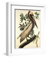 Brown Pelican-John James Audubon-Framed Art Print