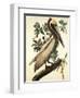 Brown Pelican-John James Audubon-Framed Art Print