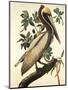 Brown Pelican-John James Audubon-Mounted Art Print