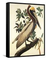 Brown Pelican-John James Audubon-Framed Stretched Canvas