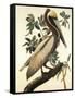 Brown Pelican-John James Audubon-Framed Stretched Canvas