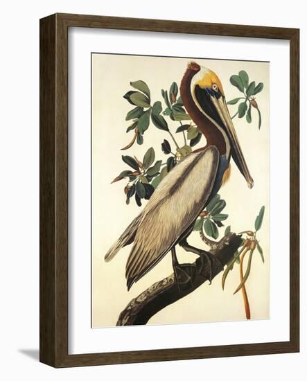 Brown Pelican-John James Audubon-Framed Art Print