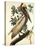 Brown Pelican-John James Audubon-Stretched Canvas