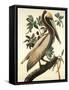 Brown Pelican-John James Audubon-Framed Stretched Canvas