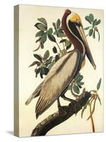 Brown Pelican-John James Audubon-Stretched Canvas