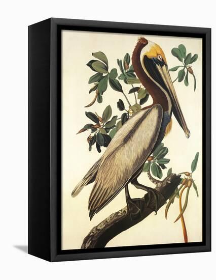 Brown Pelican-John James Audubon-Framed Stretched Canvas