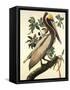 Brown Pelican-John James Audubon-Framed Stretched Canvas