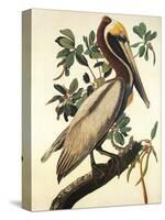 Brown Pelican-John James Audubon-Stretched Canvas