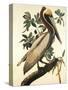 Brown Pelican-John James Audubon-Stretched Canvas