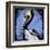 Brown Pelican-null-Framed Art Print