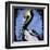 Brown Pelican-null-Framed Art Print