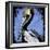 Brown Pelican-null-Framed Art Print