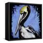 Brown Pelican-null-Framed Stretched Canvas