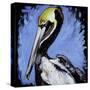 Brown Pelican-null-Stretched Canvas