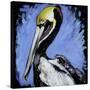Brown Pelican-null-Stretched Canvas