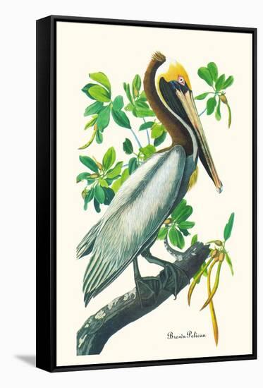 Brown Pelican-John James Audubon-Framed Stretched Canvas