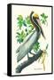 Brown Pelican-John James Audubon-Framed Stretched Canvas