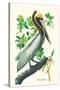 Brown Pelican-John James Audubon-Stretched Canvas