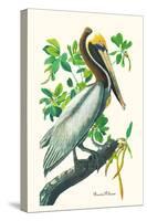 Brown Pelican-John James Audubon-Stretched Canvas