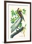 Brown Pelican-John James Audubon-Framed Art Print