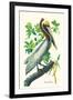 Brown Pelican-John James Audubon-Framed Art Print