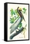 Brown Pelican-John James Audubon-Framed Stretched Canvas