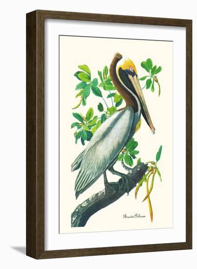 Brown Pelican-John James Audubon-Framed Art Print